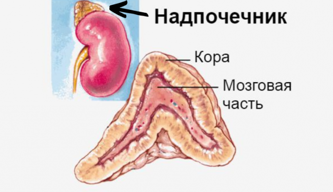 Надпочечники снижена